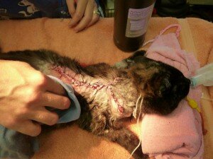 Ms. Kitty after surgery removal