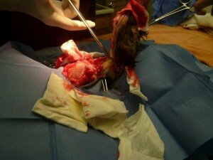 Tumor being removed from Ms. Kitty